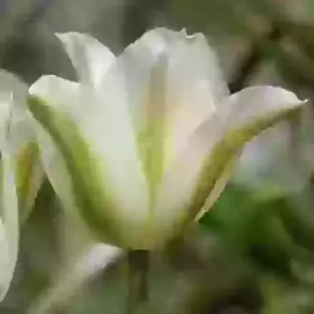 Spring Green